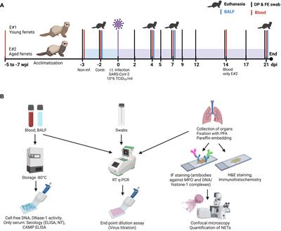 Characterization of young and aged ferrets as animal models for SARS-CoV-2 infection with focus on neutrophil extracellular traps